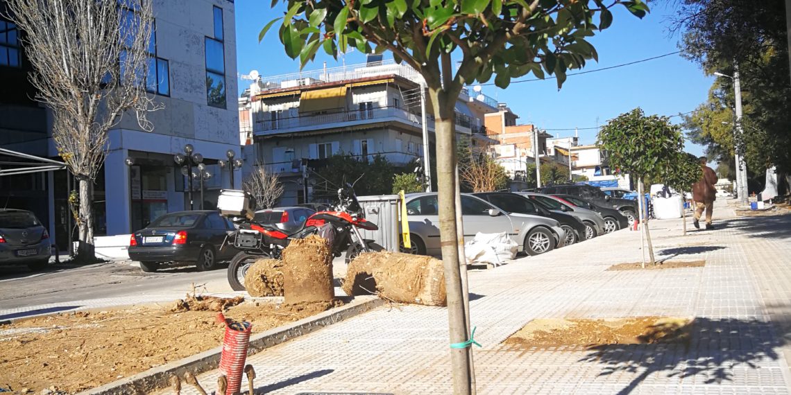 Ξεκίνησε η αντικατάσταση των Μουριών στον περιφερειακό του άλσους