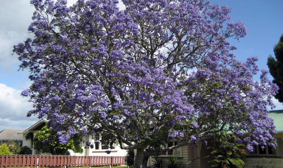 Ξεκίνησε η αντικατάσταση των Μουριών στον περιφερειακό του άλσους