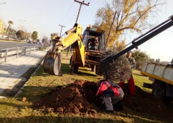 Μεταφυτεύτηκαν οι 14 ελιές της Ιεράς Οδού