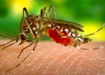 Πώς μπορούμε να αποφύγουμε τα κουνούπια στο σπίτι