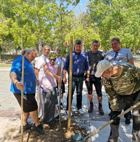 Δενδροφύτευση πλατανιών στην είσοδο του Άλσους μας.