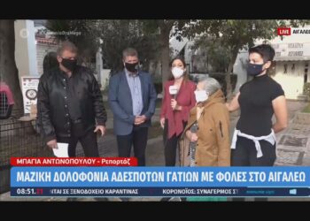 Τηλεοπτική δήλωση Δημάρχου Γιάννη Γκίκα για τον θάνατο αδέσποτων ζώων