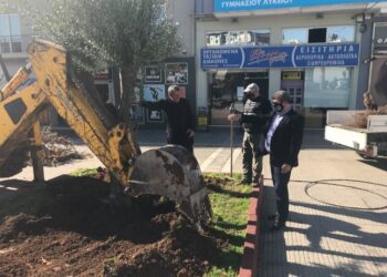 Μεταφύτευση αιωνόβιων δέντρων στην πόλη