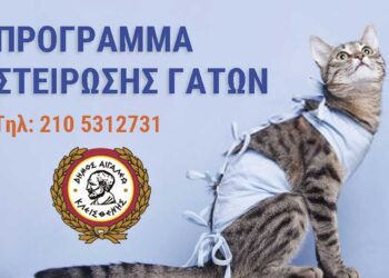 Νέο Πρόγραμμα Στειρώσεων για γάτες στο Δήμο Αιγάλεω