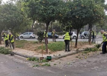 Εκτεταμένο πρόγραμμα κλαδέματος δέντρων