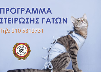 Νέο Πρόγραμμα Στειρώσεων για γάτες στο Δήμο Αιγάλεω