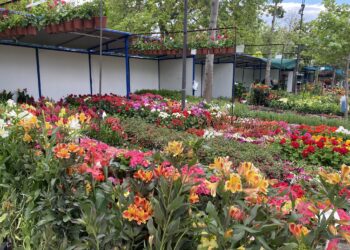 Κορυφώθηκαν οι εκδηλώσεις της 19ης Ανθοκομικής Έκθεσης