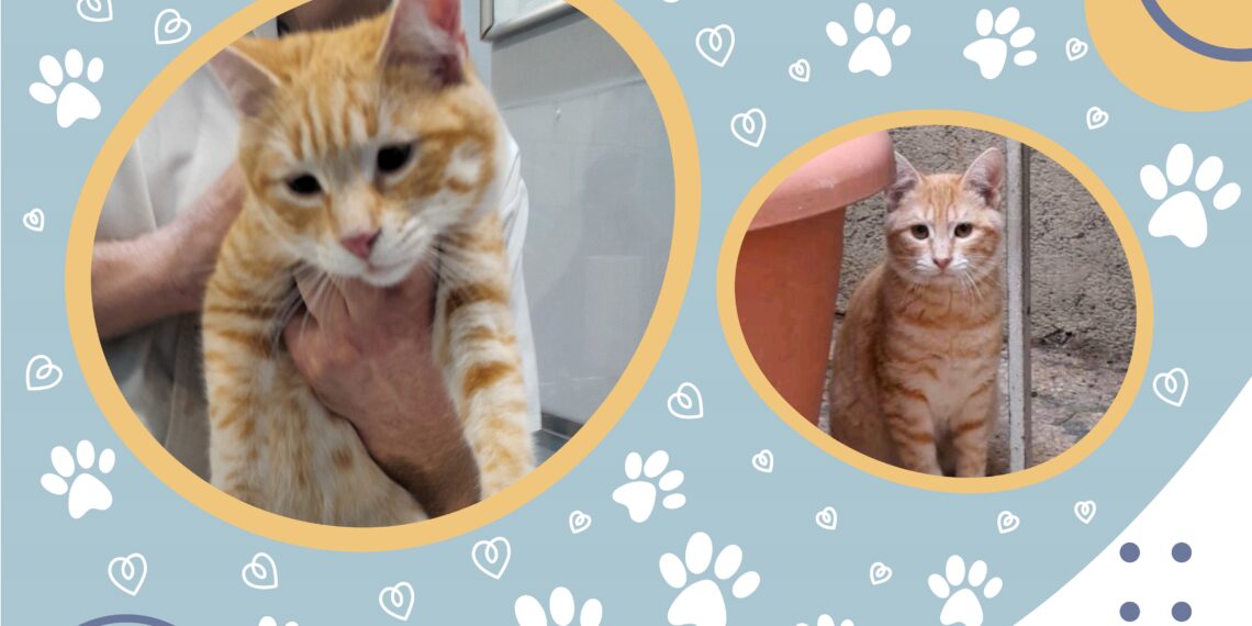 🐈‍  Γνωρίστε τον Σίσυφο!
