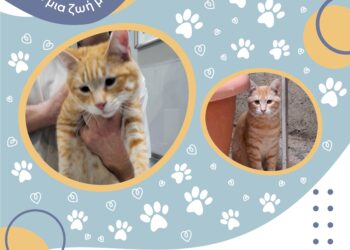 🐈‍  Γνωρίστε τον Σίσυφο!