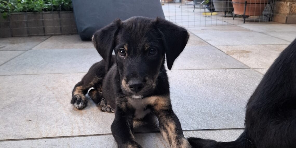 🐾 Αναζητούμε φιλοξενία με προοπτική υιοθεσίας 🐾