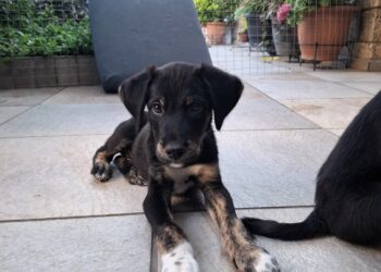 🐾 Αναζητούμε φιλοξενία με προοπτική υιοθεσίας 🐾