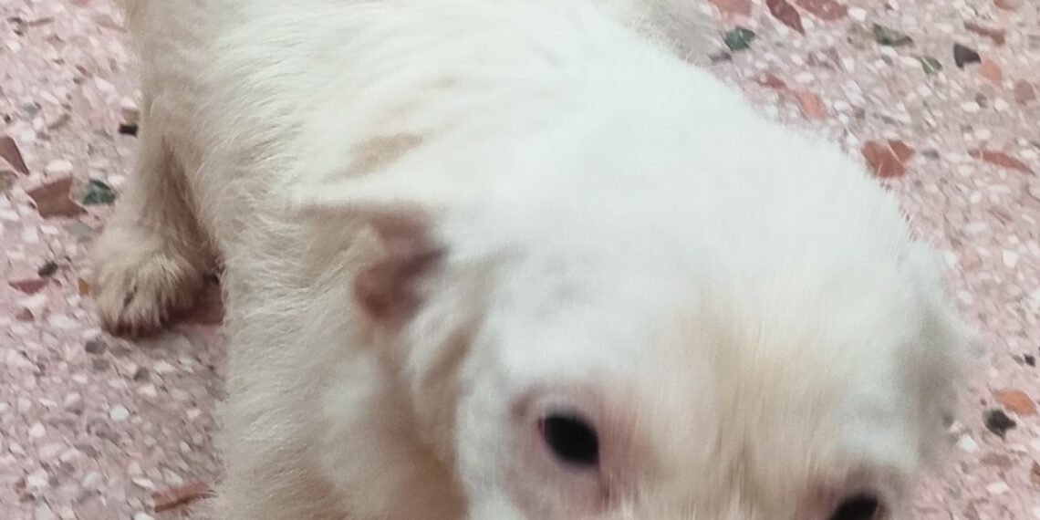 Η Luna βρήκε μια ζεστή αγκαλιά 🐾