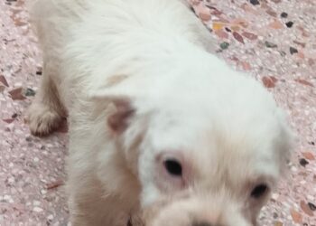 Η Luna βρήκε μια ζεστή αγκαλιά 🐾