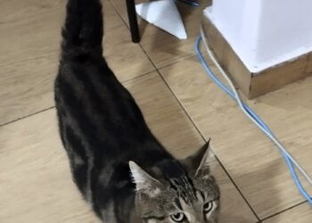 🐾 Βοηθήστε να επιστρέψει σπίτι του – Χάθηκε ο Δίδυμος στην ευρύτερη περιοχή των οδών Παπούλα & Ζαλόγγου στο Αιγάλεω