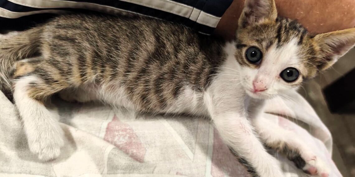 🐱 Αναζητά το παντοτινό του σπίτι!
