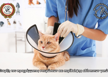 Έναρξη του προγράμματος στειρώσεων και περίθαλψης αδέσποτων γατών του Δήμου Αιγάλεω