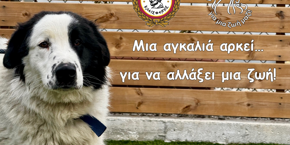 Μια αγκαλιά αρκεί… για να αλλάξει μια ζωή! – Γίνε Ανάδοχος ενός Αδέσποτου Σκύλου