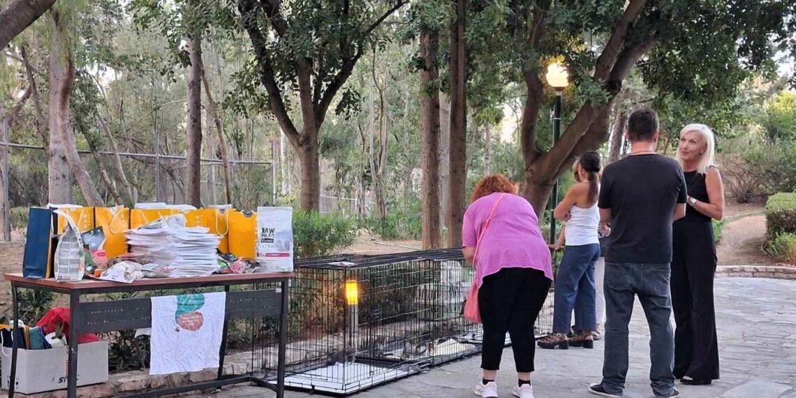 «Μια αγκαλιά αρκεί… για μια ζωή μαζί!» – Τρία γατάκια βρήκαν οικογένεια και ένα ακόμη βρήκε προσωρινή φροντίδα στη δράση υιοθεσίας του Δήμου Αιγάλεω