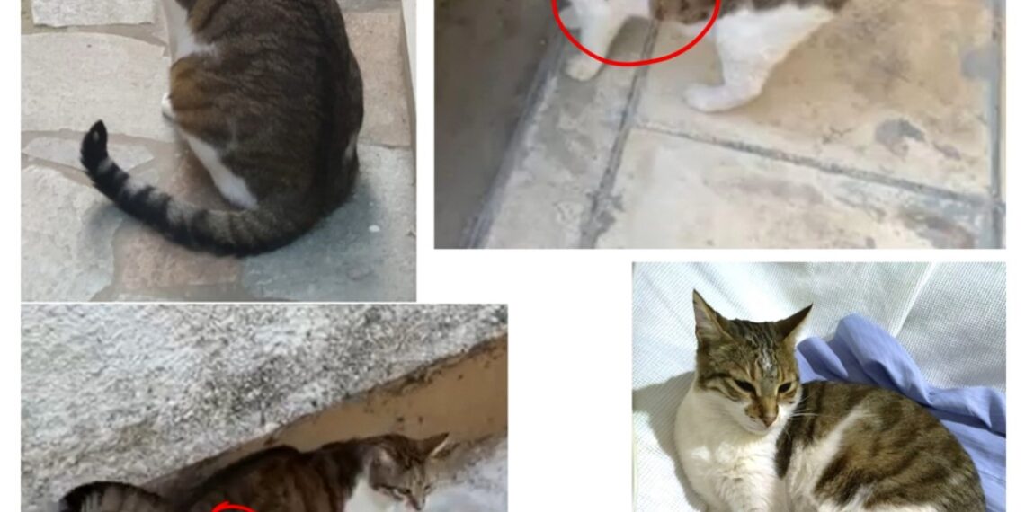 🐾 Βοηθήστε να επιστρέψει σπίτι του