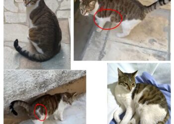 🐾 Βοηθήστε να επιστρέψει σπίτι του