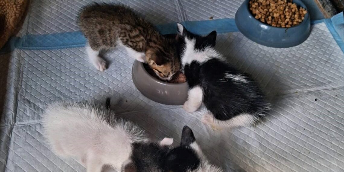 🐱 Τέσσερα μικρά γατάκια αναζητούν το παντοτινό τους σπίτι!