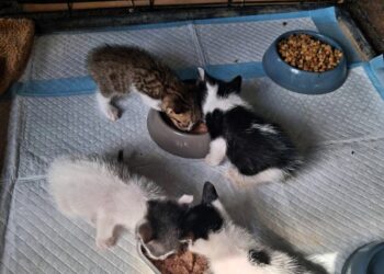 🐱 Τέσσερα μικρά γατάκια αναζητούν το παντοτινό τους σπίτι!
